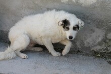 USAGI, Hund, Hütehund-Mix in Rumänien - Bild 4