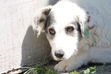 USAGI, Hund, Hütehund-Mix in Rumänien - Bild 5
