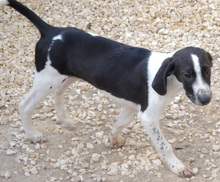 ORVILLE, Hund, Mischlingshund in Zypern - Bild 8