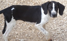 ORVILLE, Hund, Mischlingshund in Zypern - Bild 9