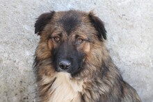CADEO, Hund, Hütehund-Mix in Rumänien - Bild 1