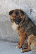 CADEO, Hund, Hütehund-Mix in Rumänien - Bild 2
