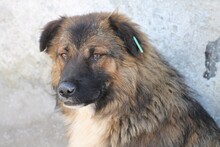 CADEO, Hund, Hütehund-Mix in Rumänien - Bild 3