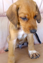 LASZLO, Hund, Mischlingshund in Neuss - Bild 5