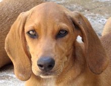 LASZLO, Hund, Mischlingshund in Neuss - Bild 8