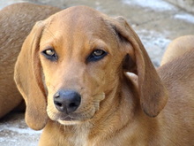 LASZLO, Hund, Mischlingshund in Neuss - Bild 9