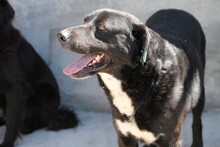 AKIT, Hund, Labrador Retriever in Rumänien - Bild 2