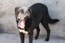 AKIT, Hund, Labrador Retriever in Rumänien - Bild 3
