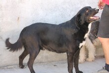 AKIT, Hund, Labrador Retriever in Rumänien - Bild 4