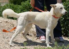 YUMA, Hund, Mischlingshund in Deutsch Evern - Bild 3