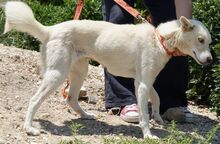 YUMA, Hund, Mischlingshund in Deutsch Evern - Bild 4