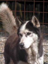 MEVCOS, Hund, Siberian Husky in Karlum - Bild 8