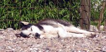 MEVCOS, Hund, Siberian Husky in Karlum - Bild 9