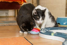 ROMY, Katze, Europäisch Kurzhaar in Bergisch Gladbach - Bild 5