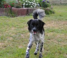 SICCO, Hund, Mischlingshund in Bexbach - Bild 1