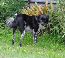 SICCO, Hund, Mischlingshund in Bexbach - Bild 10