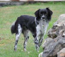 SICCO, Hund, Mischlingshund in Bexbach - Bild 11