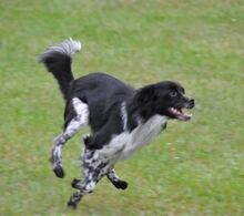 SICCO, Hund, Mischlingshund in Bexbach - Bild 12