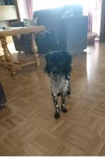 SICCO, Hund, Mischlingshund in Bexbach - Bild 4