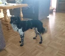 SICCO, Hund, Mischlingshund in Bexbach - Bild 5