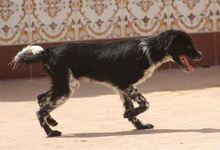 SICCO, Hund, Mischlingshund in Bexbach - Bild 7