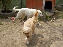 JERRY, Hund, Mischlingshund in Rumänien - Bild 1