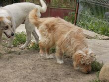 JERRY, Hund, Mischlingshund in Rumänien - Bild 10