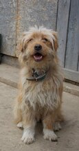 JERRY, Hund, Mischlingshund in Rumänien - Bild 11