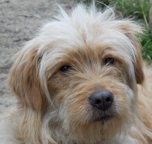 JERRY, Hund, Mischlingshund in Rumänien - Bild 12