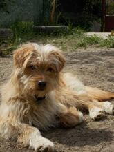 JERRY, Hund, Mischlingshund in Rumänien - Bild 13