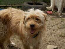 JERRY, Hund, Mischlingshund in Rumänien - Bild 14