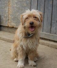 JERRY, Hund, Mischlingshund in Rumänien - Bild 15
