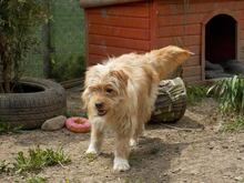 JERRY, Hund, Mischlingshund in Rumänien - Bild 16