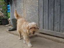 JERRY, Hund, Mischlingshund in Rumänien - Bild 2
