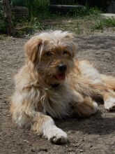 JERRY, Hund, Mischlingshund in Rumänien - Bild 4