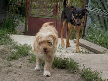 JERRY, Hund, Mischlingshund in Rumänien - Bild 5