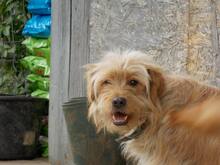 JERRY, Hund, Mischlingshund in Rumänien - Bild 6