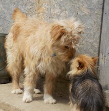 JERRY, Hund, Mischlingshund in Rumänien - Bild 7