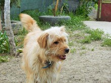 JERRY, Hund, Mischlingshund in Rumänien - Bild 8