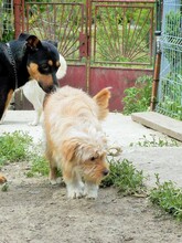 JERRY, Hund, Mischlingshund in Rumänien - Bild 9