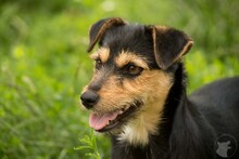 HONORKA, Hund, Mischlingshund in Polen - Bild 1