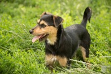 HONORKA, Hund, Mischlingshund in Polen - Bild 4