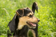 HONORKA, Hund, Mischlingshund in Polen - Bild 5