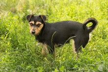 HONORKA, Hund, Mischlingshund in Polen - Bild 6