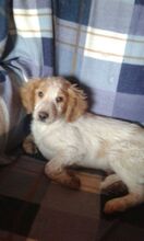 DOM, Hund, Bretonischer Jagdhund in Spanien - Bild 5