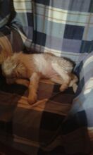DOM, Hund, Bretonischer Jagdhund in Spanien - Bild 7