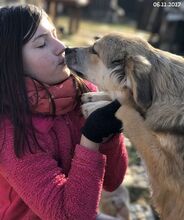 FRANZI, Hund, Mischlingshund in Bulgarien - Bild 10