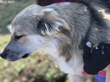 FRANZI, Hund, Mischlingshund in Bulgarien - Bild 13