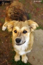 FRANZI, Hund, Mischlingshund in Bulgarien - Bild 2