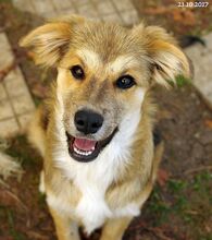FRANZI, Hund, Mischlingshund in Bulgarien - Bild 3